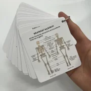 Pocket reference cards – Anatomy
