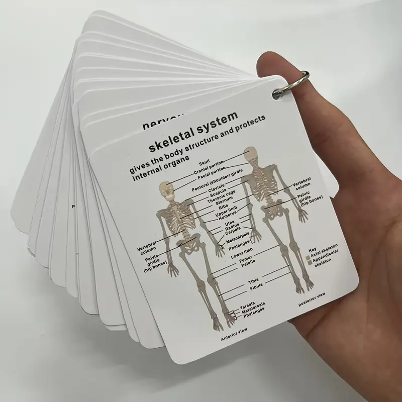 d724ff2c-c6f3-4571-b1b2-734a3451e778 Pocket reference cards – Anatomy - Image 1